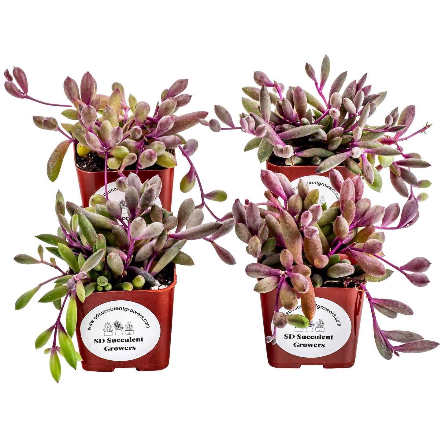 Live Trailing Succulent 4 Pack | Well Rooted Hanging Ruby Necklace (Little Pickles) Planted in 2 inch Pots | Small Plants for Baskets or Planters | DIY, Home Outdoor/Indoor Wedding or Birthday Gift