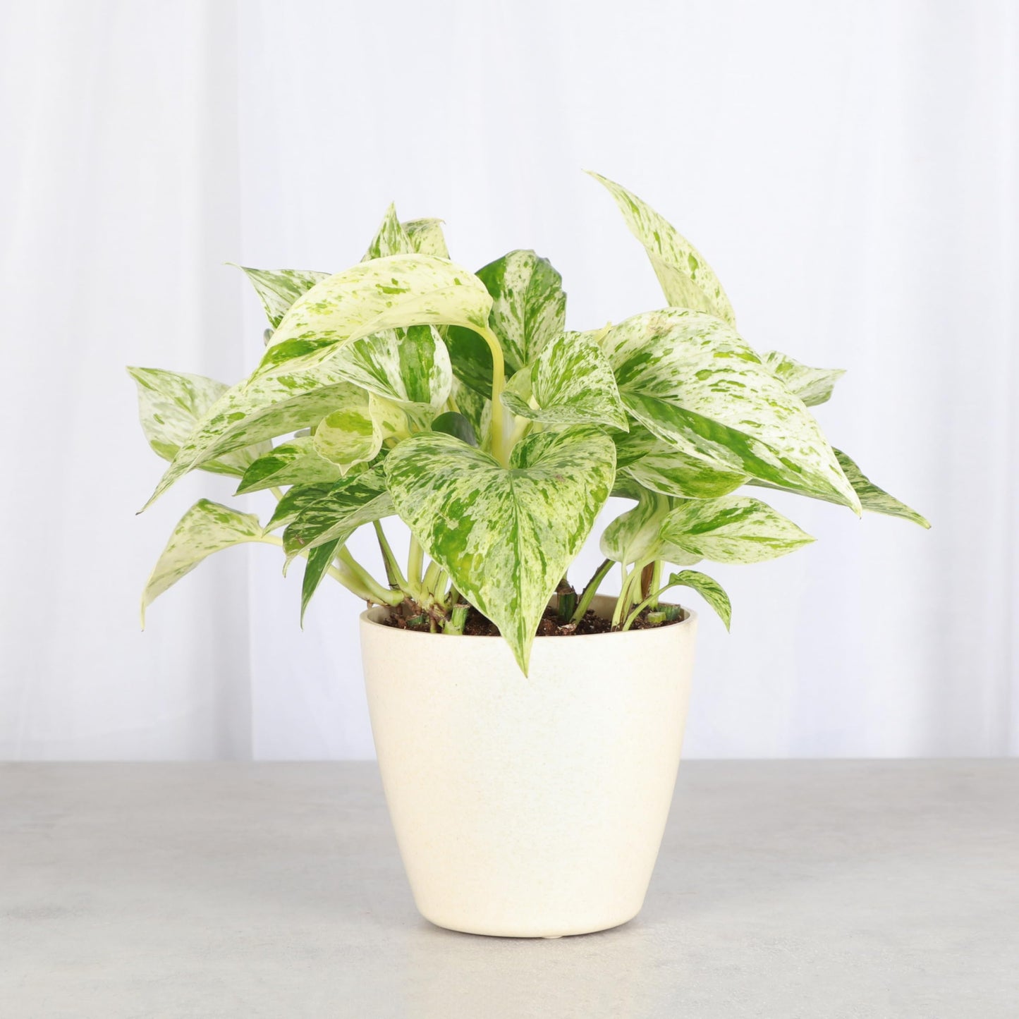 Thorsen's Greenhouse Marble Queen Pothos, Live Indoor Plant, Easy to Grow, Rare Variegated Houseplant, Natural Air Purifier, 4-inch Diameter Pot (Natural)