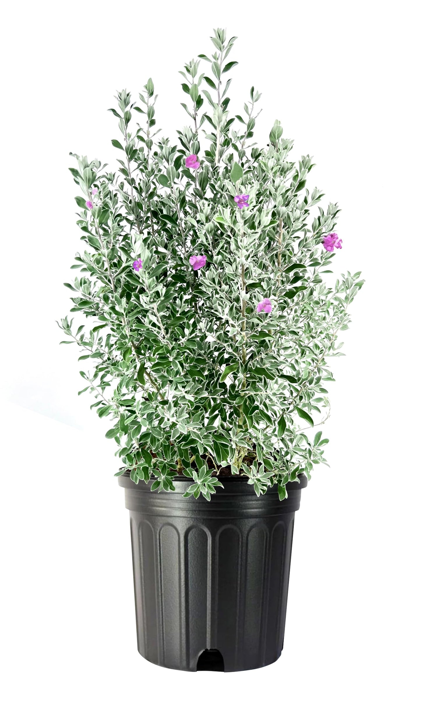 Texas Sage | 1 Extra Large Trade 3 Gallon Plant | Leucophyllum frutescens | Drought Tolerant | Low Maintenance Landscaping