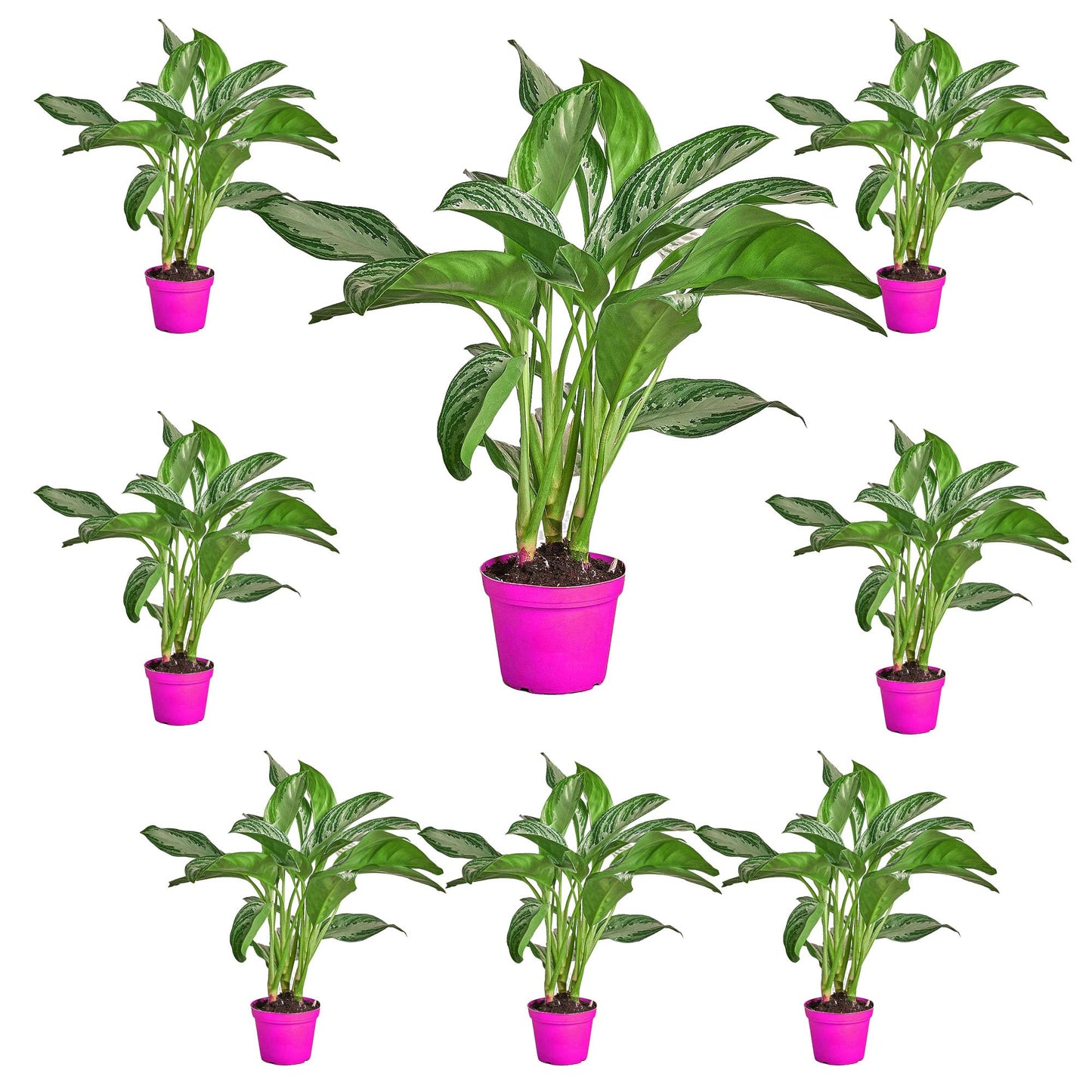 8 Pack Chinese Evergreen 'Silver Bay' - in 6in Pot - Live Plants Tropical Houseplants | Variegated | USA Growers | The Snobby Leaf