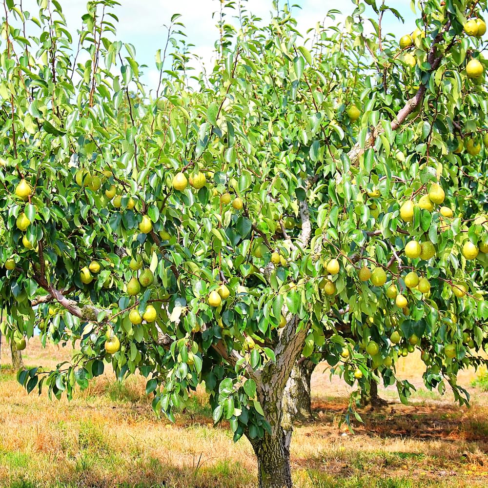 Bartlett Pear Tree, Delicious, Classic Choice, Sweet and Juicy Fruit, 1-2 ft Tree Height, 1 gal Nursery Pot (Due to Agricultural Laws, we Cannot Ship to CA, AZ, AK, or HI)