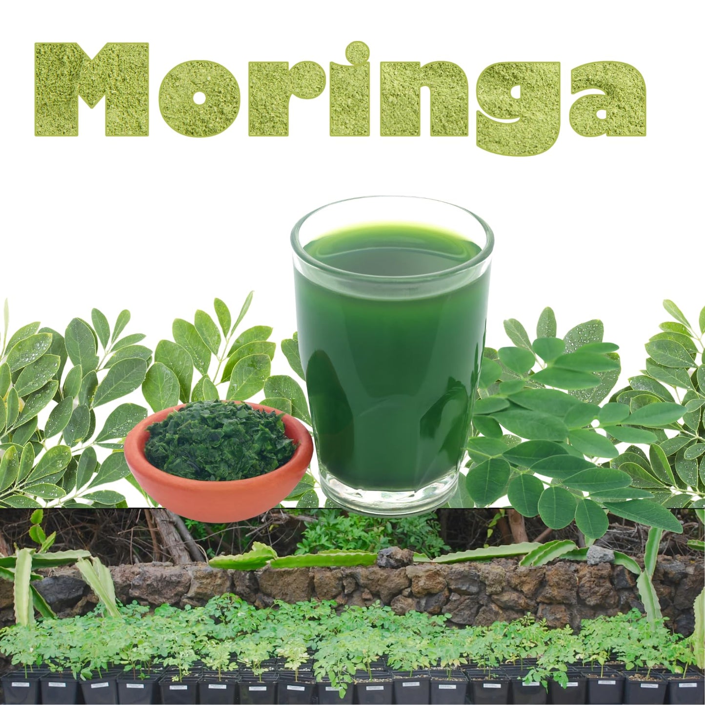 Drumstick Horseradish Moringa Oleifera Plants Live Tree in 4 Inc Pot, Herb Malunggay 6 to 8 Inc Tall Deciduous Planting Outdoor