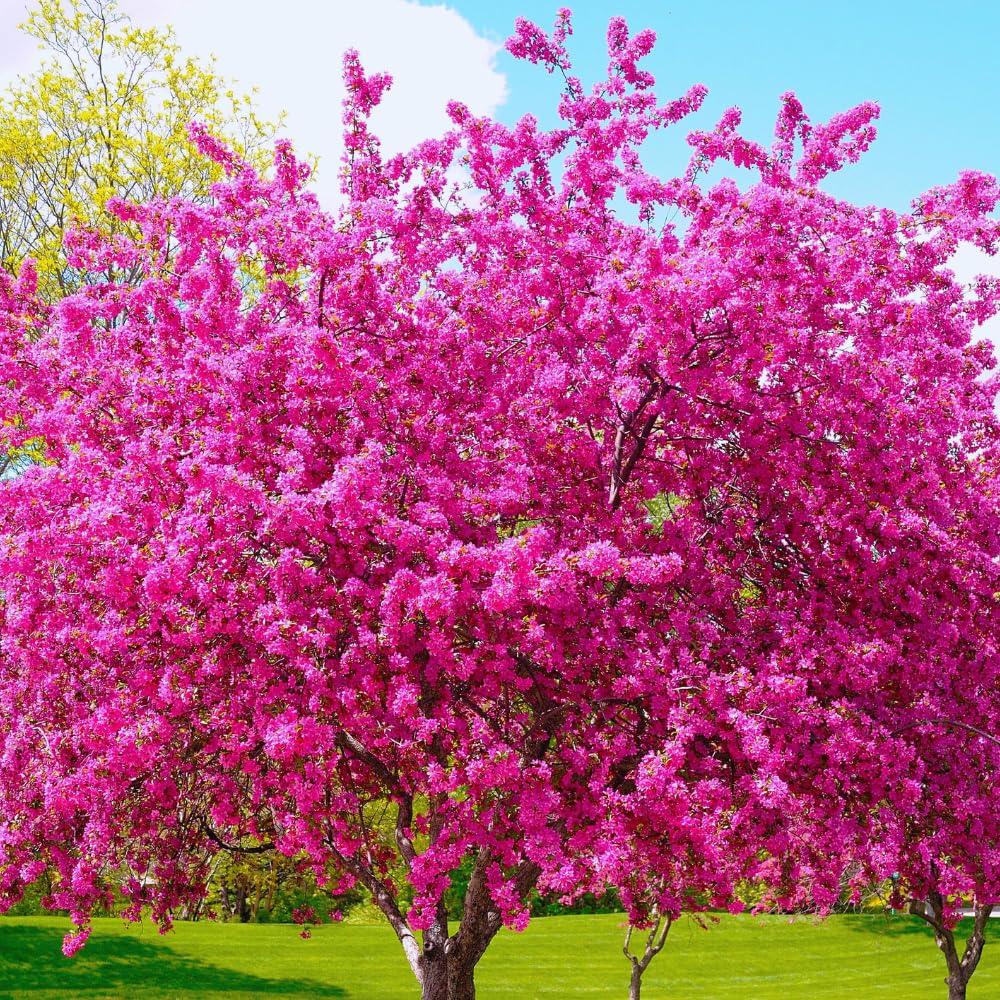 Eastern Redbud Tree Live Plant, Red Bud Tree Plant for Gardening, 1-2 Years Old, 8-10 Inches Tall
