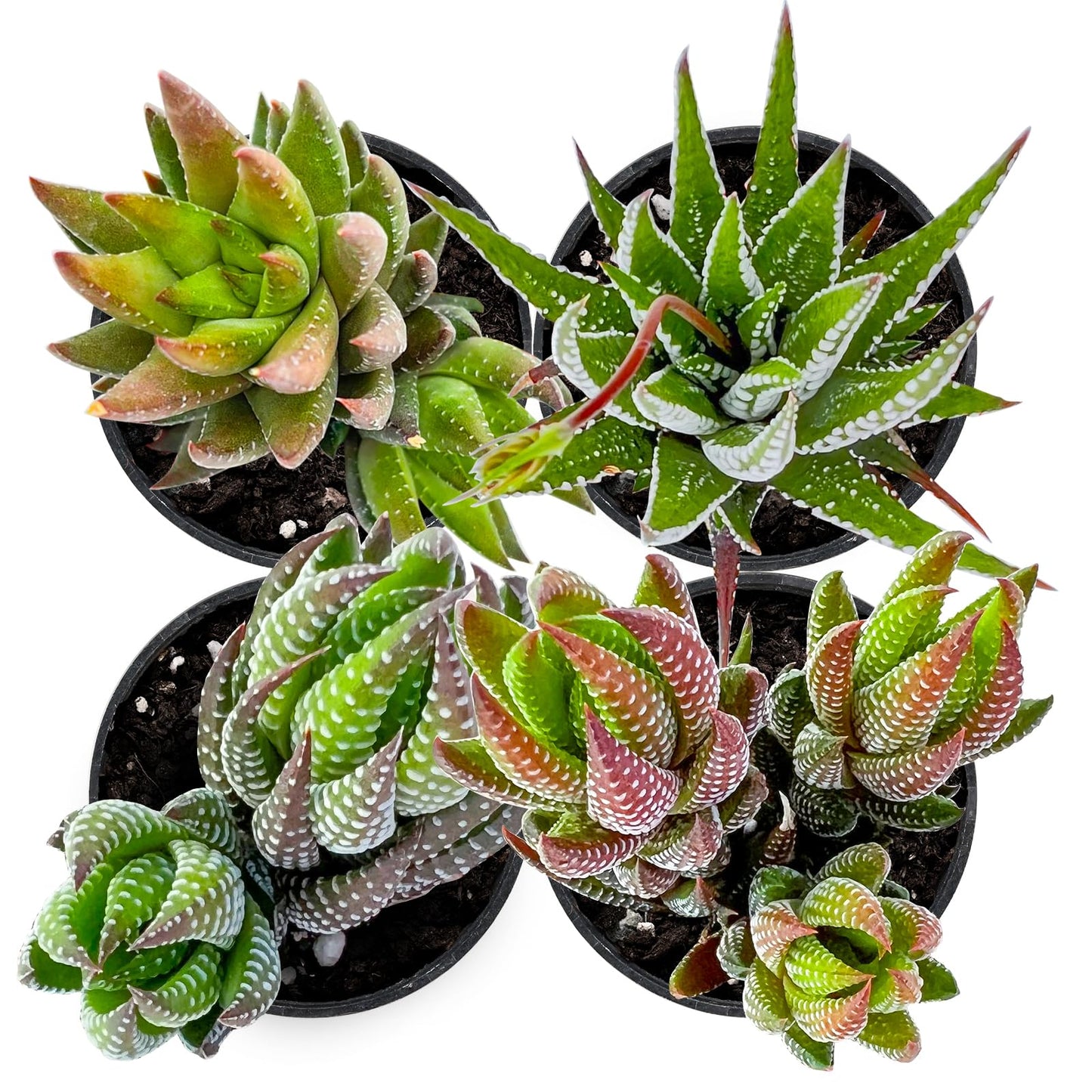 Succulent Plants (4 Pack), Live Succulents Fully Rooted in 2" Grower Pots, Unique Potted House Plant for DIY, Home Decor, Wedding Party Favor (Haworthia Varieties)