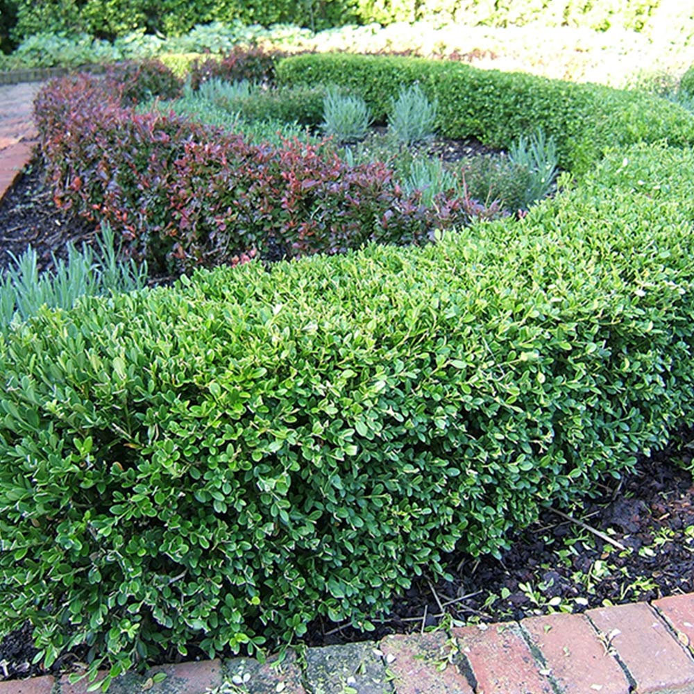 Perfect Plants Wintergreen Boxwood Live Plant, 3 gallon, Includes Care Guide