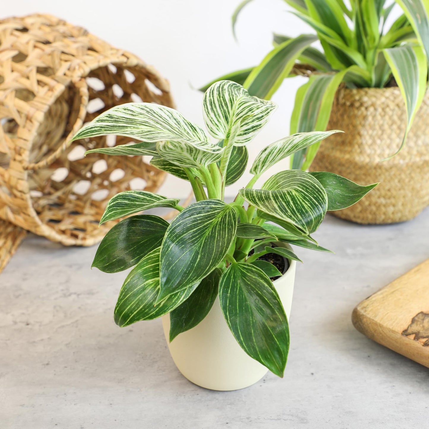 Live Philodendron Houseplants (3PK) Indoor Houseplant Philodendrons Mix Pack, Real Plant Box, Rotating Assortment