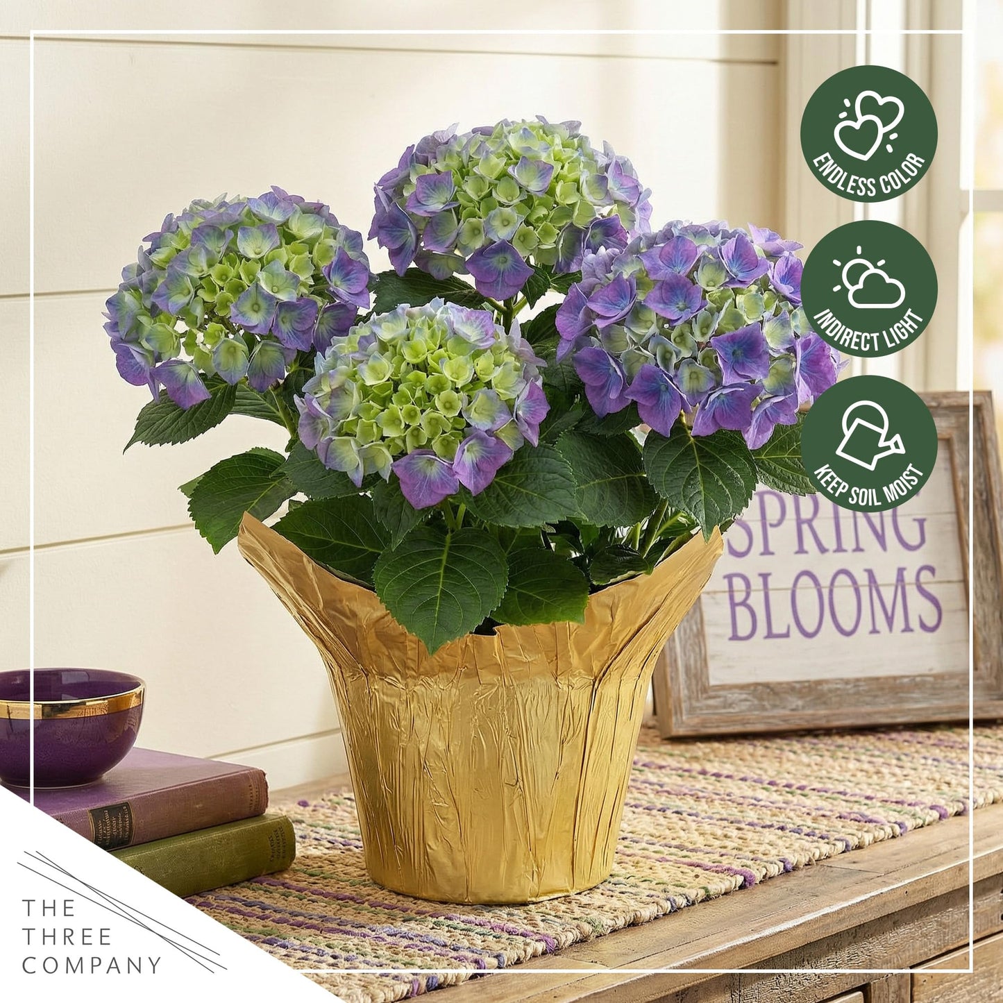 Live Flowering Hydrangea - Shades of Blue, 5+ Beautiful Blooms, 1.5 Qt Pot with Deco Cover, 12" Tall by 8" Wide