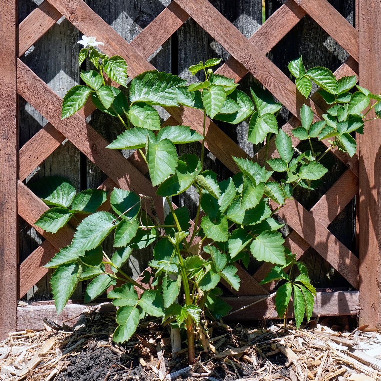 Perfect Plants PrimeArk Freedom BlackBerry Bush 1 Gallon | Live Thornless Fruit for Outdoor Planting | Large Fruits for Home Gardens | Dark Purple Berries Emerge During Early Summer