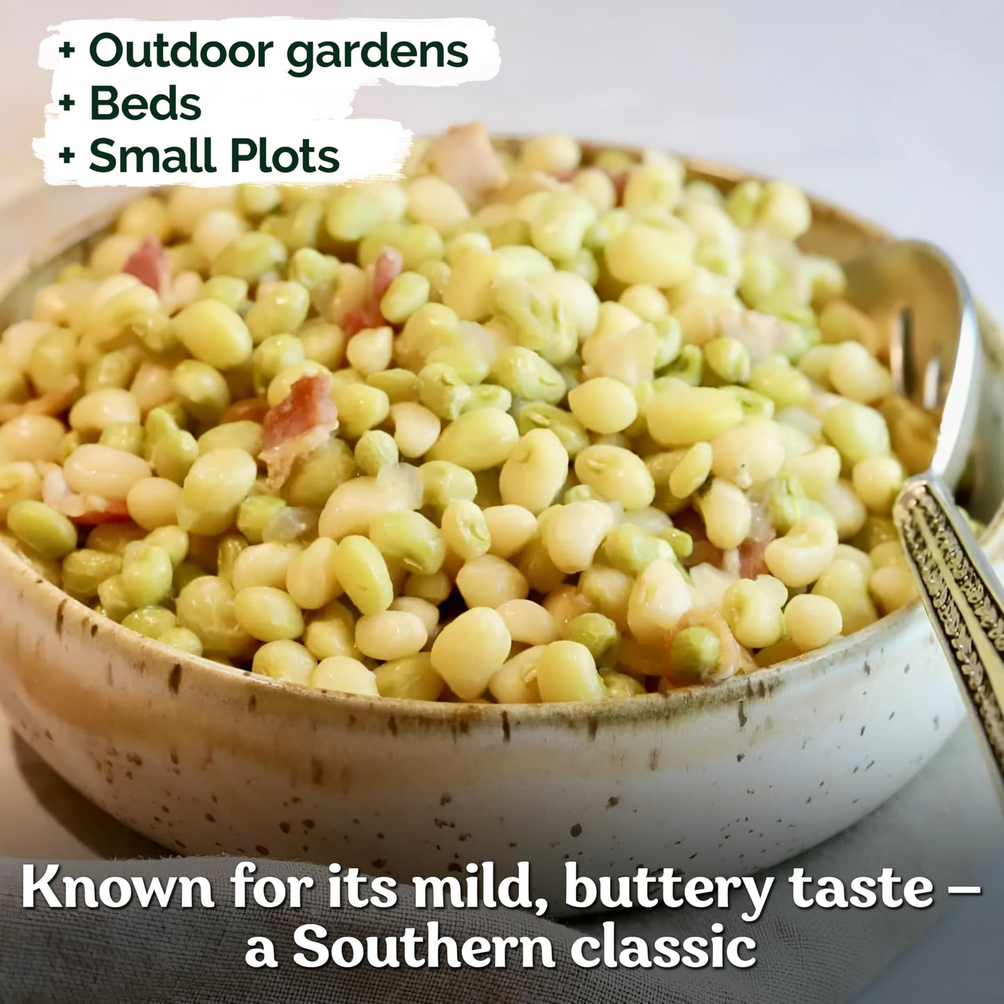 KVITER 100 Zipper Cream Cowpeas, Seeds for Planting (Vigna Unguiculata) – Heirloom Seed Non GMO Organic – Drought-Tolerant, Fast-Growing, Easy Shelling, Vegetable Seeds for Your Outdoor Garden