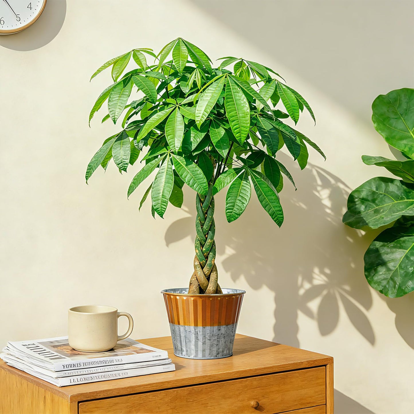 Live Plants Money Tree in 4" Gold-Gray Pot, Easy to Grow Houseplant, Indoor Bonsai, Home Office Decor, Birthday Housewarming Gift