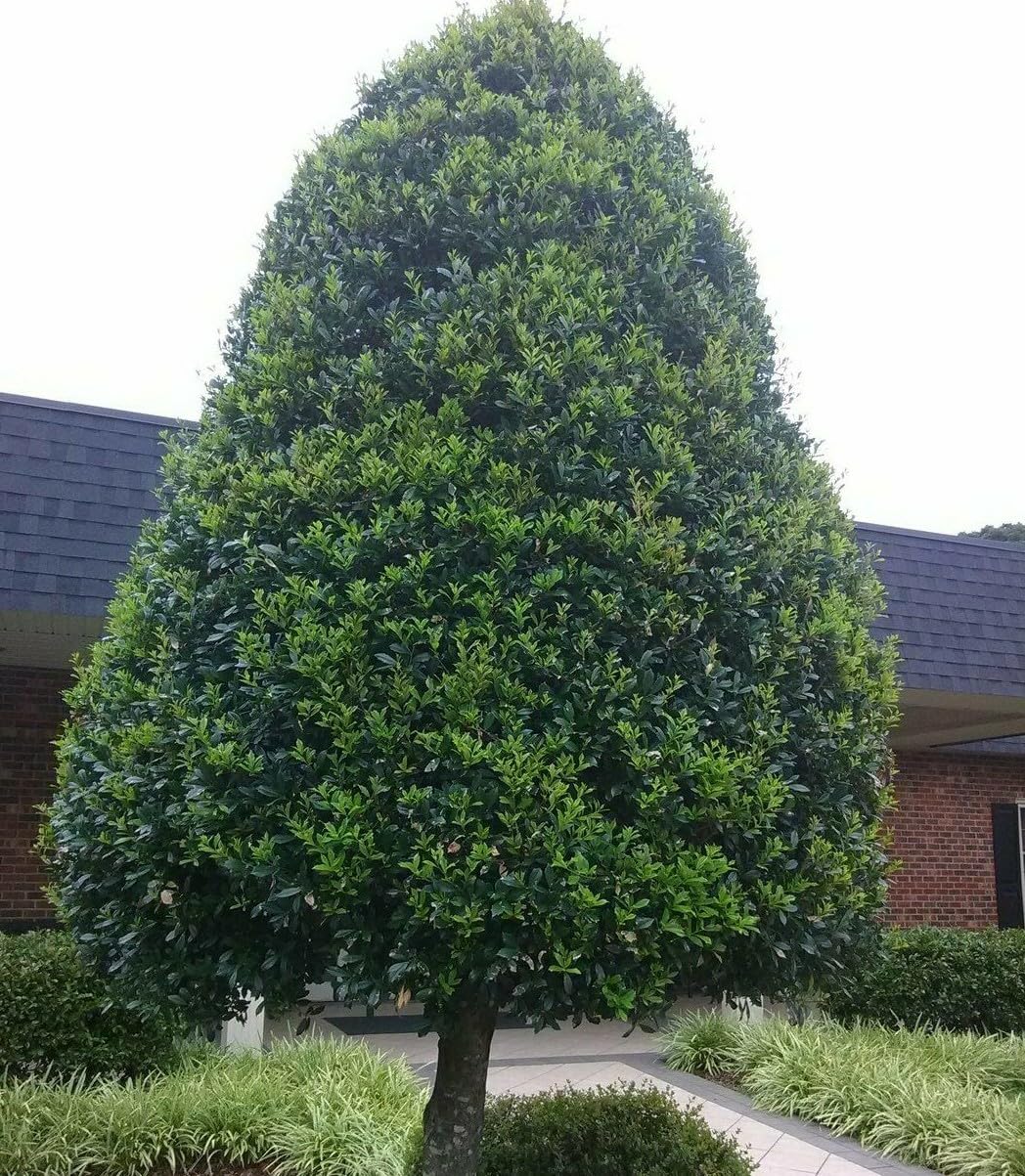 Live Plant - Foster Holly Shrub/Hedge - Live Potted Tree - 12-24" Tall Plant - Gallon Pot
