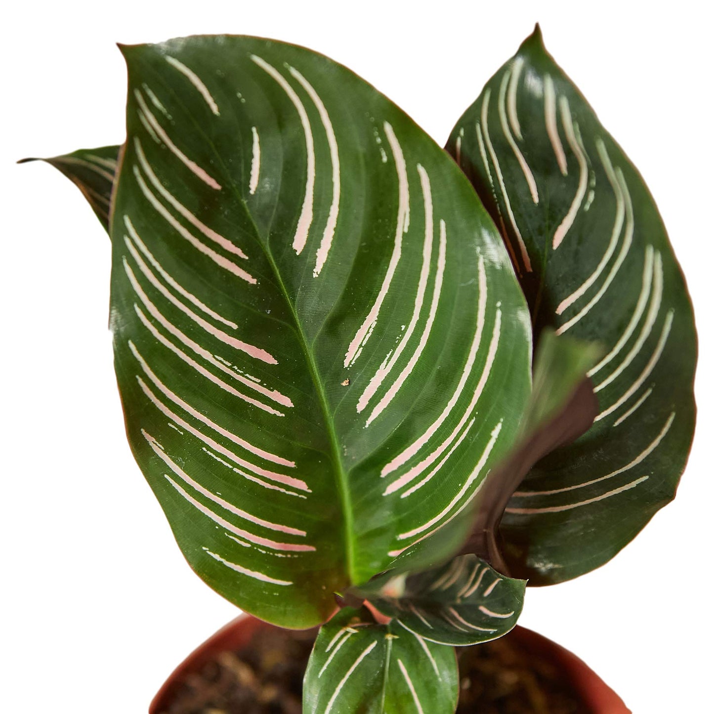 Calathea 'Ornata' | Live Plant for Indoor & Outdoor | for Living Room, Office, Bathroom | (4" Pot)