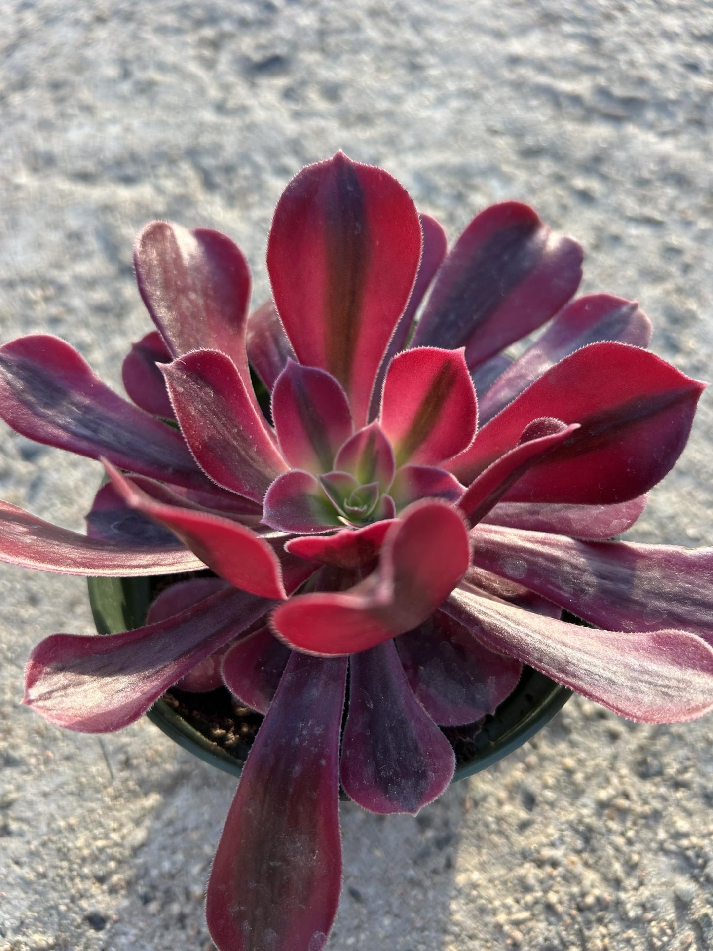 Aeonium Medusa Live Succulent Plant, Fully Rooted in 4 Inch Pot with Soil, Deep Red and Purple Rosette, Indoor Outdoor Home Office Decorative Plant