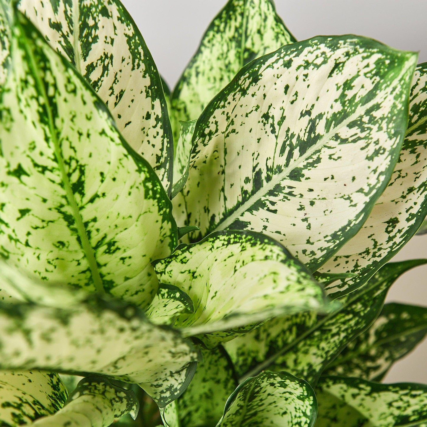 Chinese Evergreen 'First Diamond' | Live Plant for Indoor & Outdoor | for Living Room, Office, Bathroom | (6" Pot)