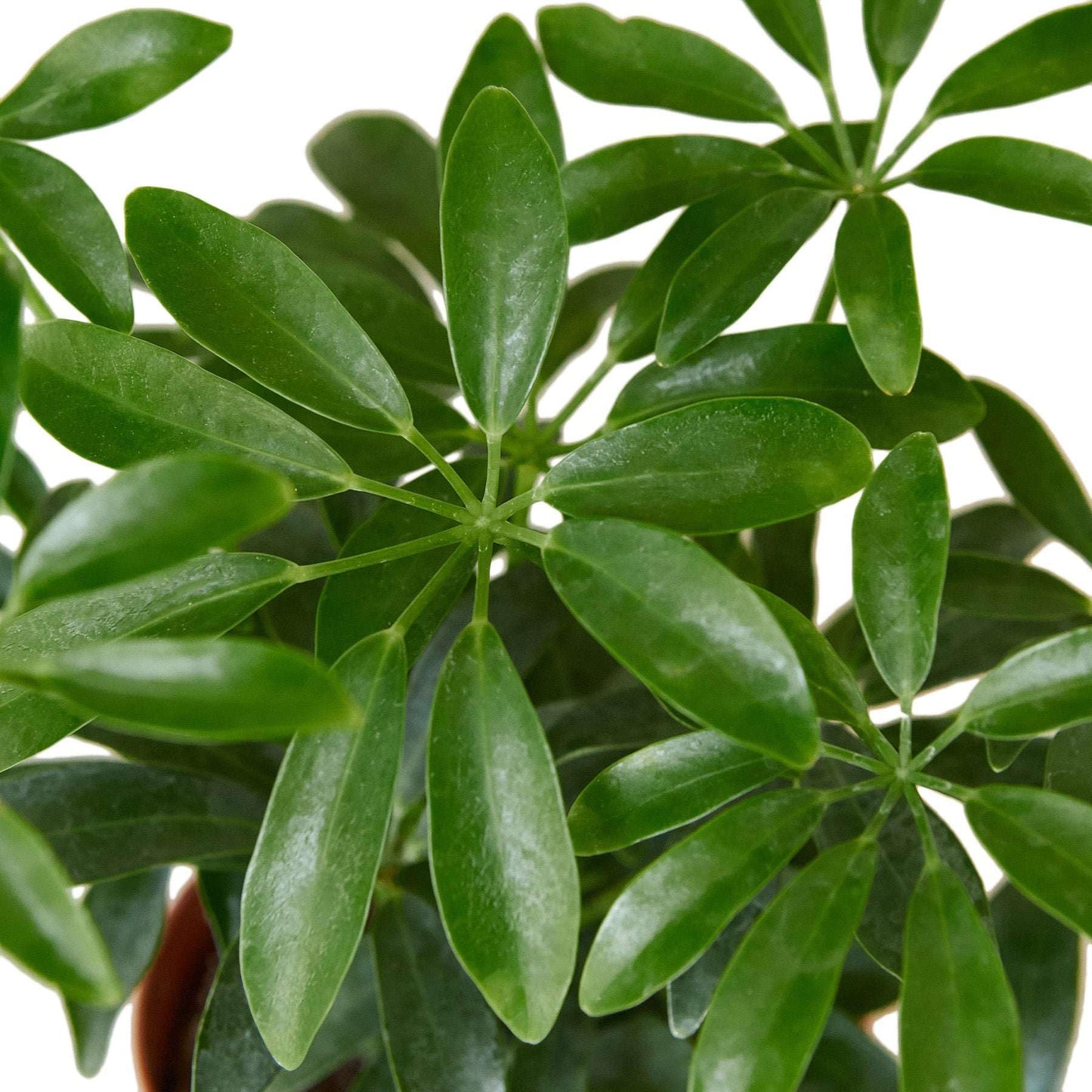 Schefflera Arboricola Live Plant for Indoor | Different Houseplants in 4'' & 6'' Pot | Real House Plant for Living Room, Office, Desk & Bathroom | Dwarf Umbrella Tree