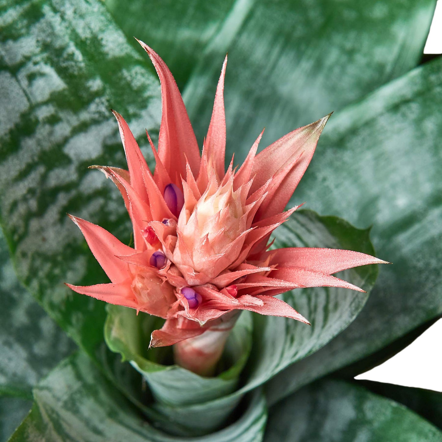 House Plant Shop | Bromeliad 'Silver Vase' - 6" Pot | Live Indoor Plant | Easy to Care | Natural Décor Plant | Great Gifts| Free Care Guide