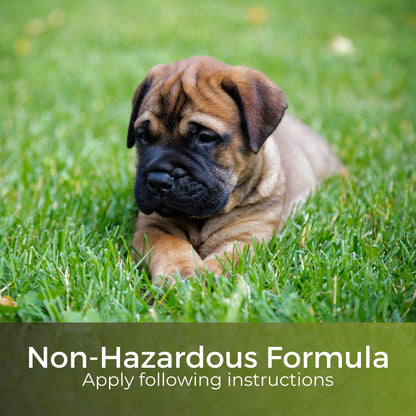 Dark Green Lawn Fertiliser - Autumn/Winter Grass Feed - Fast Acting & Long Lasting - Safe for Gardens - Child and Pet Friendly Turf Thickener - Garden Lawncare Guy