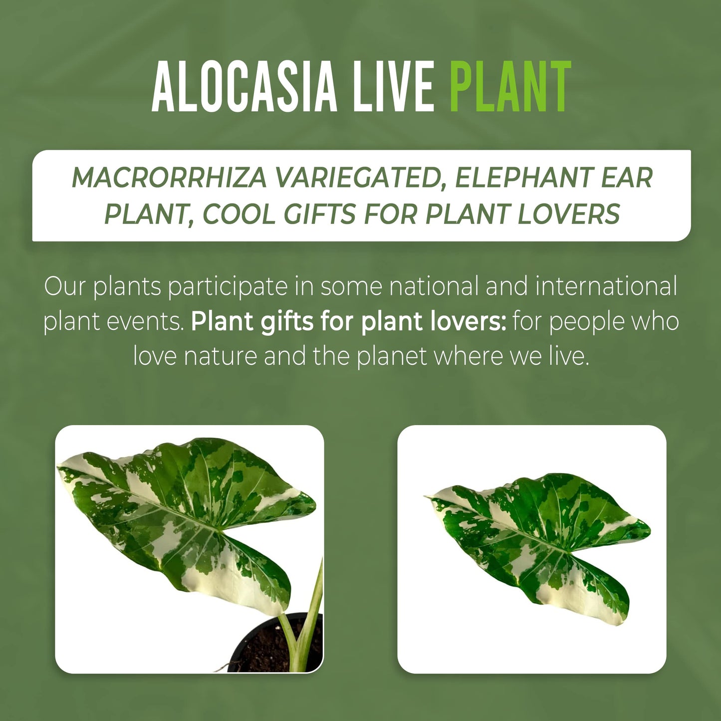 LEAL PLANTS ECUADOR Alocasia Variegated Mickey Mouse x Macrorrhiza (Pack of 2)| Exotic Green Plant | Live Indoor Houseplant | Elephant Ear Houseplant | Green Velvet Alocasia | Velvet Taro Plant