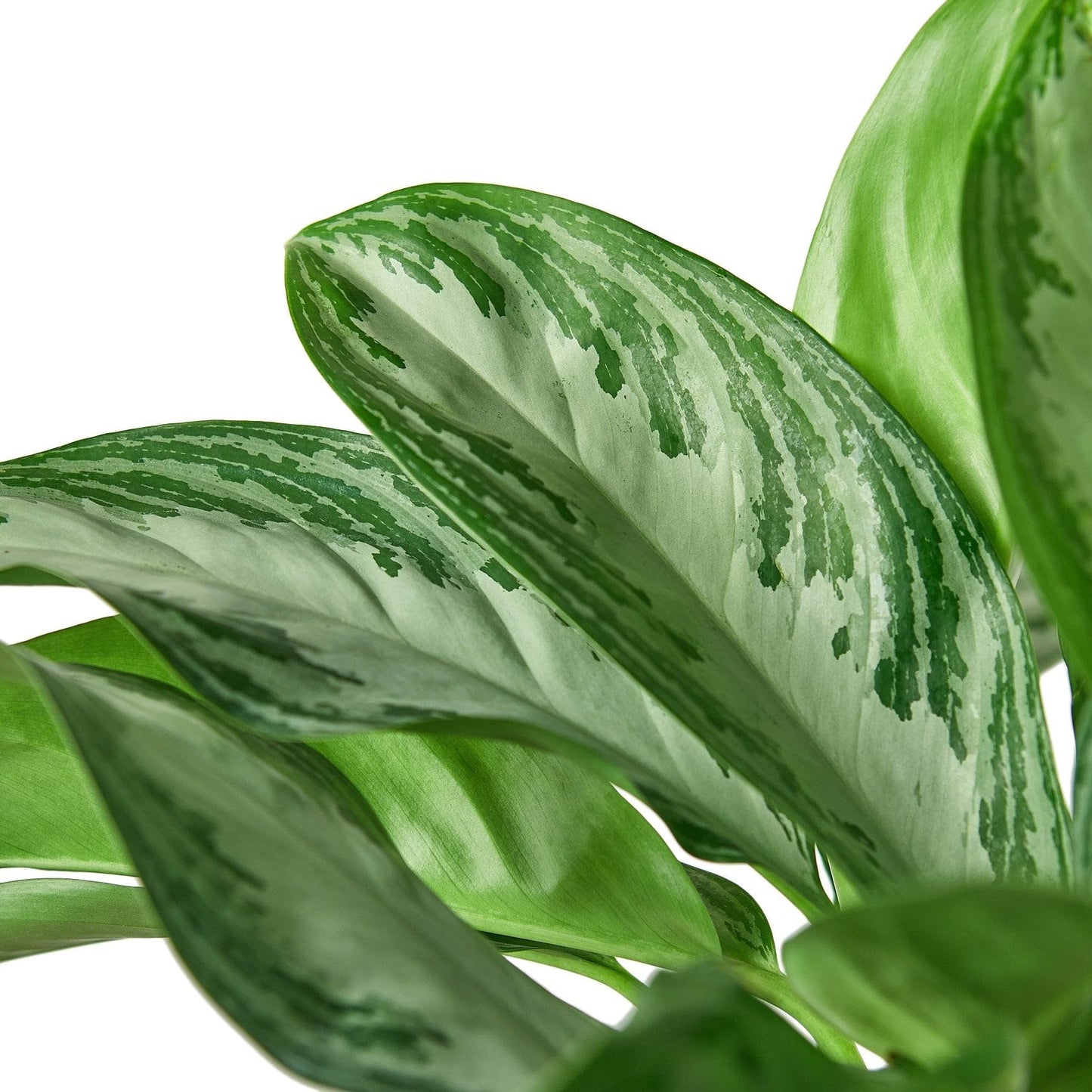 8 Pack Chinese Evergreen 'Silver Bay' in 6in Pot - Live Plants Tropical Houseplants | Variegated | USA Growers | The Snobby Leaf