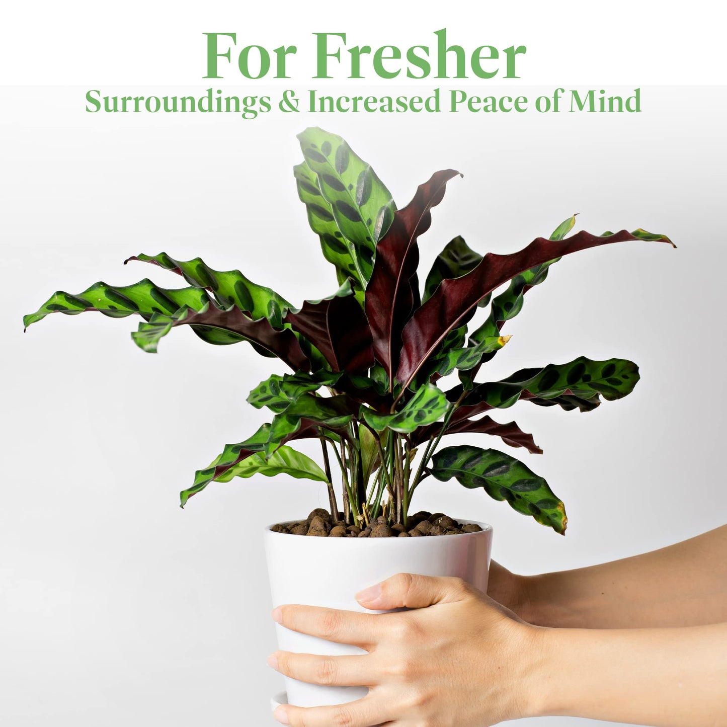 American Plant Exchange Calathea Rattlesnake – 6-Inch with Pot Cover – Live Pet-Friendly Indoor Houseplant with Wavy Green Leaves for Low-Light Homes, Offices, Bedrooms & Shelf Décor