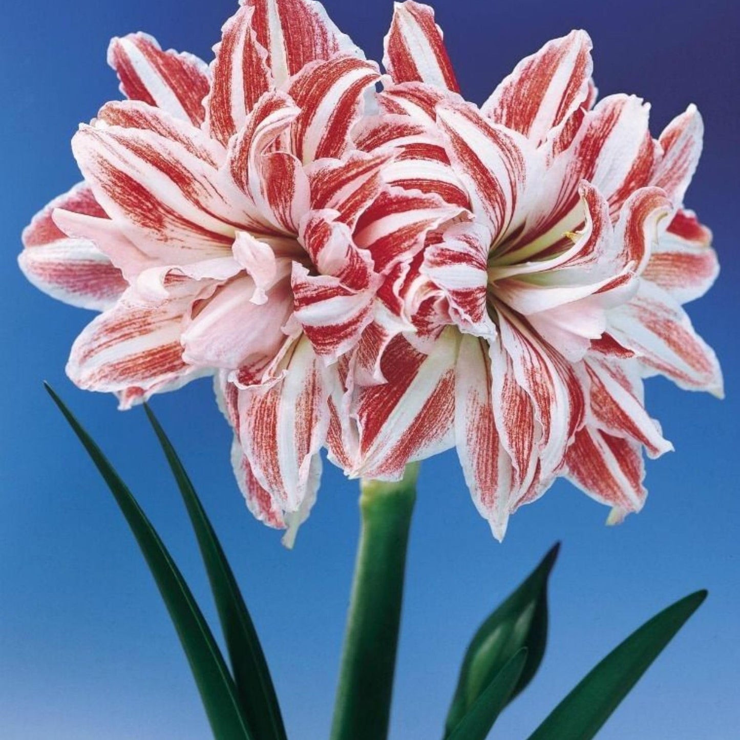 Amaryllis ‘Dancing Queen’ Bulb – Striking Double Red and White Blooms | Premium Outdoor Hippeastrum Variety, Easy-to-Grow Perennial Flower Bulb for Vibrant Summer and Garden Color Displays
