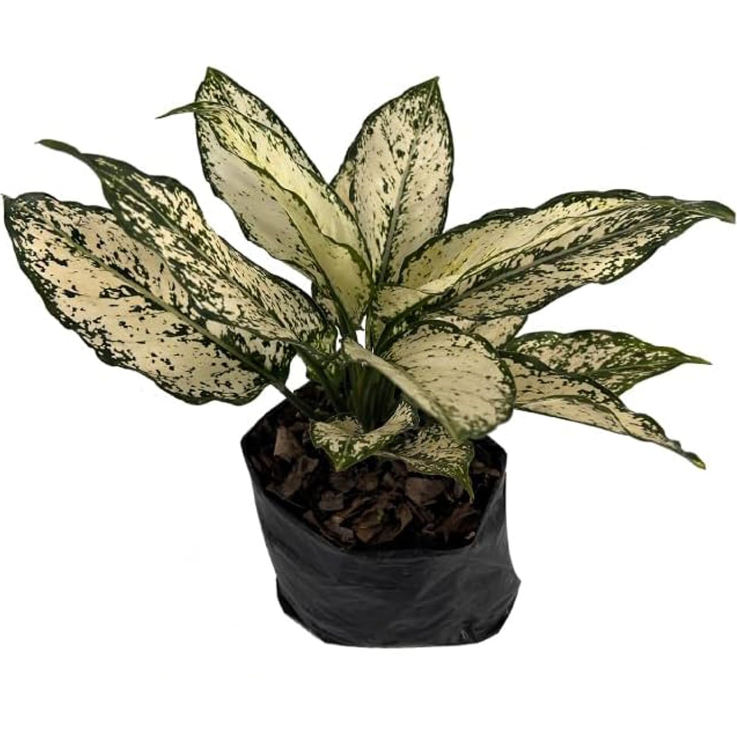 LEAL PLANTS ECUADOR Aglaonema Osaka|Chinese Evergreen | Low Maintenance Indoor Plant | Air-Purifying Evergreen Décor | Live Houseplant for Home & Office | Tropical Plants