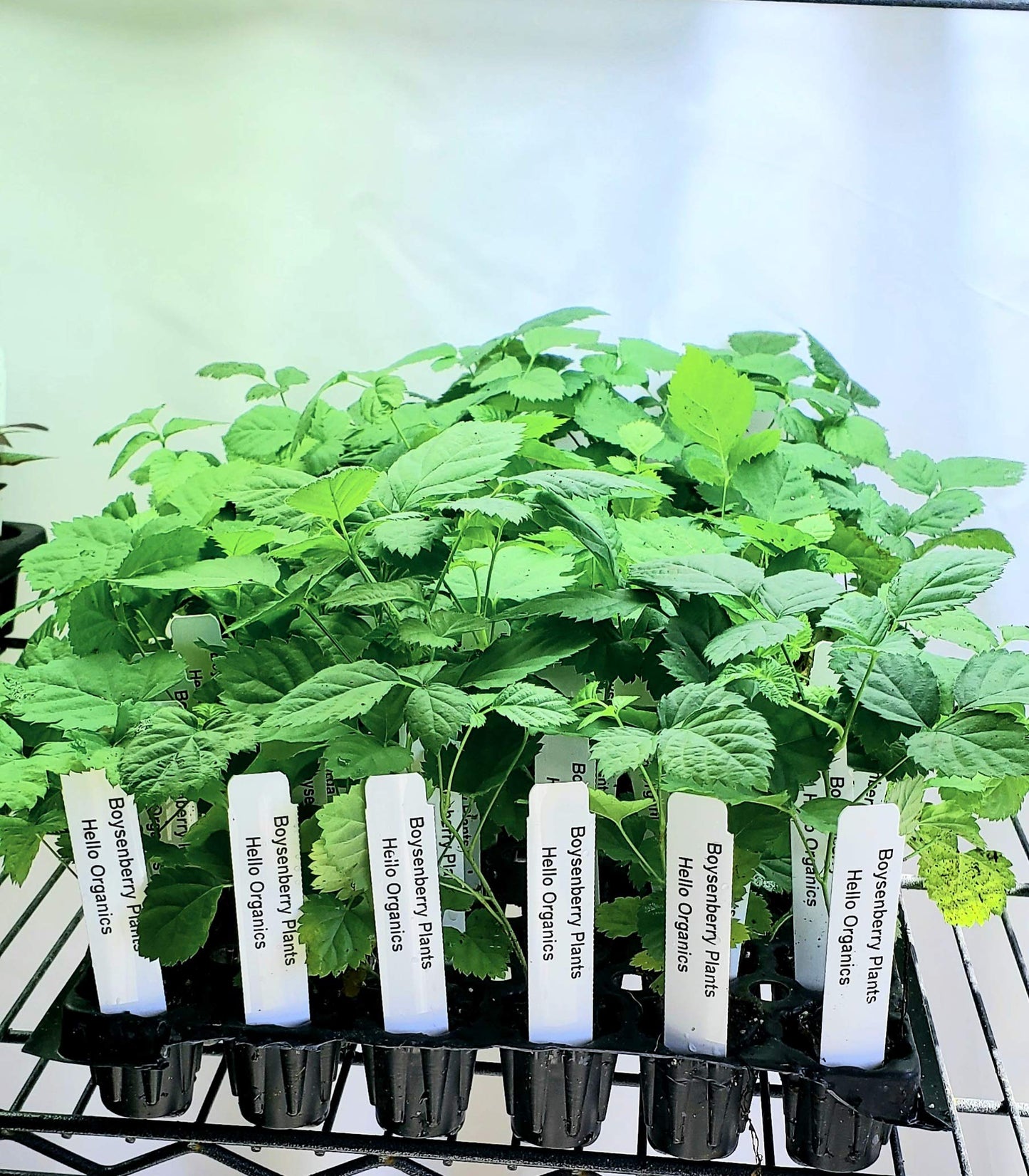 Boysenberry Plants 'Original' Price Includes Four (4) Plants