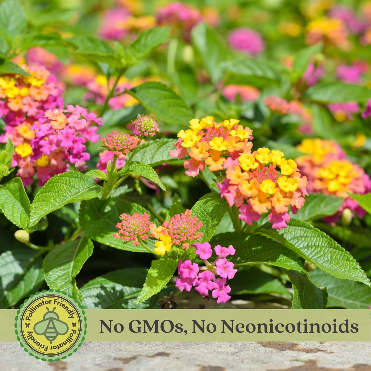 Clovers Garden Lantana Camara Flowers – Two (2) Live Plants Non-GMO Each Plant 4" to 8" Tall – in 4" Inch Pots - Natural Mosquito Garden - Attract Hummingbirds & Butterflies, Assorted Colors