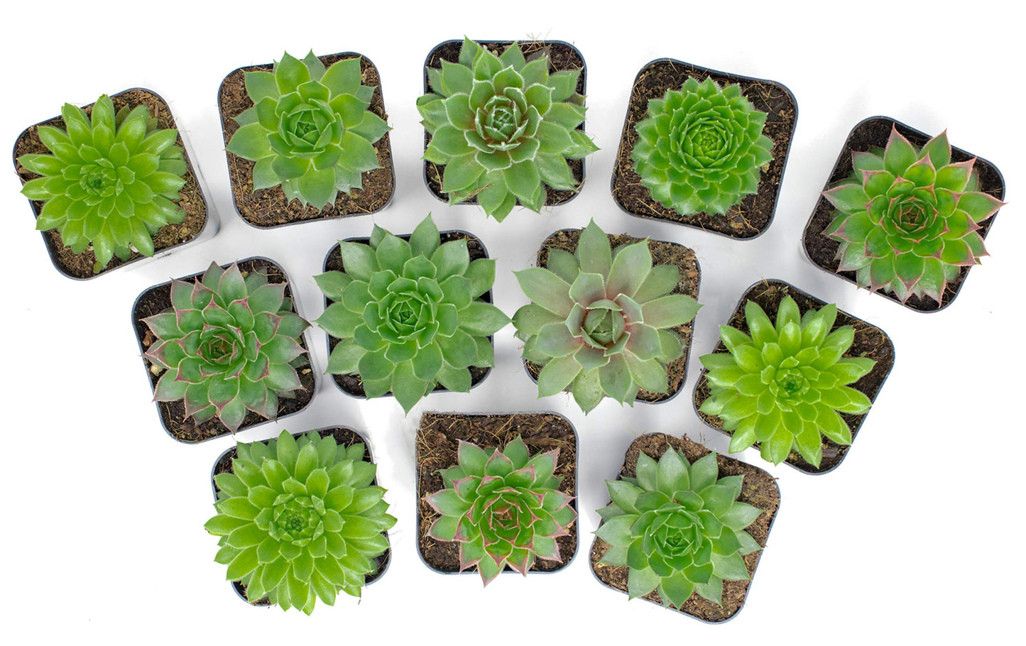 Succulent Plants | 5 Sempervivum Succulents | Rooted in Planter Pots with Soil | Real Live Indoor Plants | Gifts or Room Decor by Plants for Pets