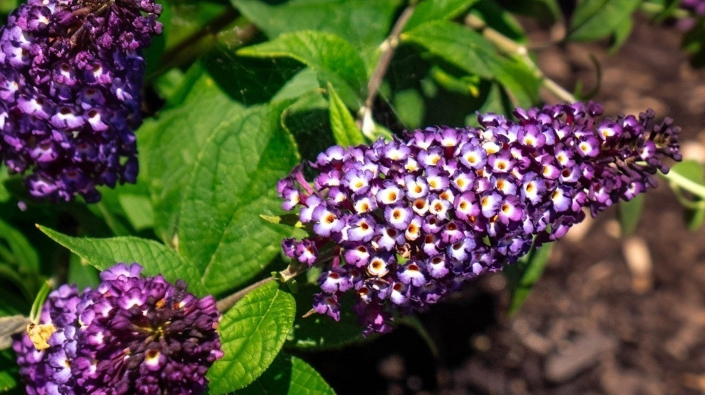 Buddleia Davidii Butterfly Bush Blueberry Pie | 3 Live Plants | Fragrant Blooms, Attracts Butterflies, Summer Flowering, Drought Tolerant, Fast Growing, Low Maintenance, Ornamental Shrub
