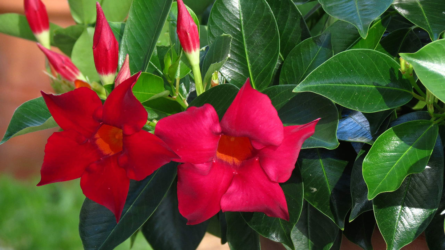 Mandevilla Red Fury Live Plants (5-9") - Pack of 2 (Two) - Deep Crimson Rocktrumpet Vine - Heat Tolerant Tropical Climber - Fast Growing Patio Container Garden - Hummingbird Magnet