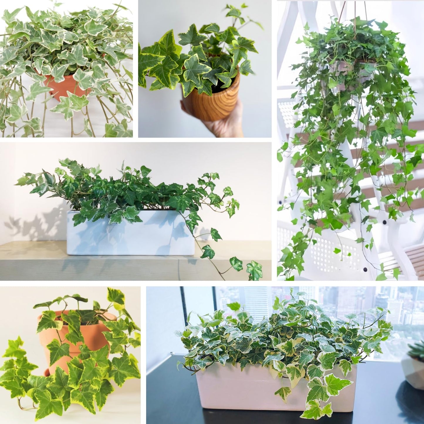 Trailing English Ivy Live Plant, Hardy Ivy Plants in 4" Pot, Climbing Plants Outdoor Garden, Easy Care House Plant (Variegated Yellow Green)