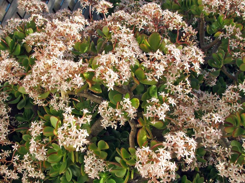 Jade Plant Commonly Known as Lucky Plant or Money Plant (Live Bareroot Plant)