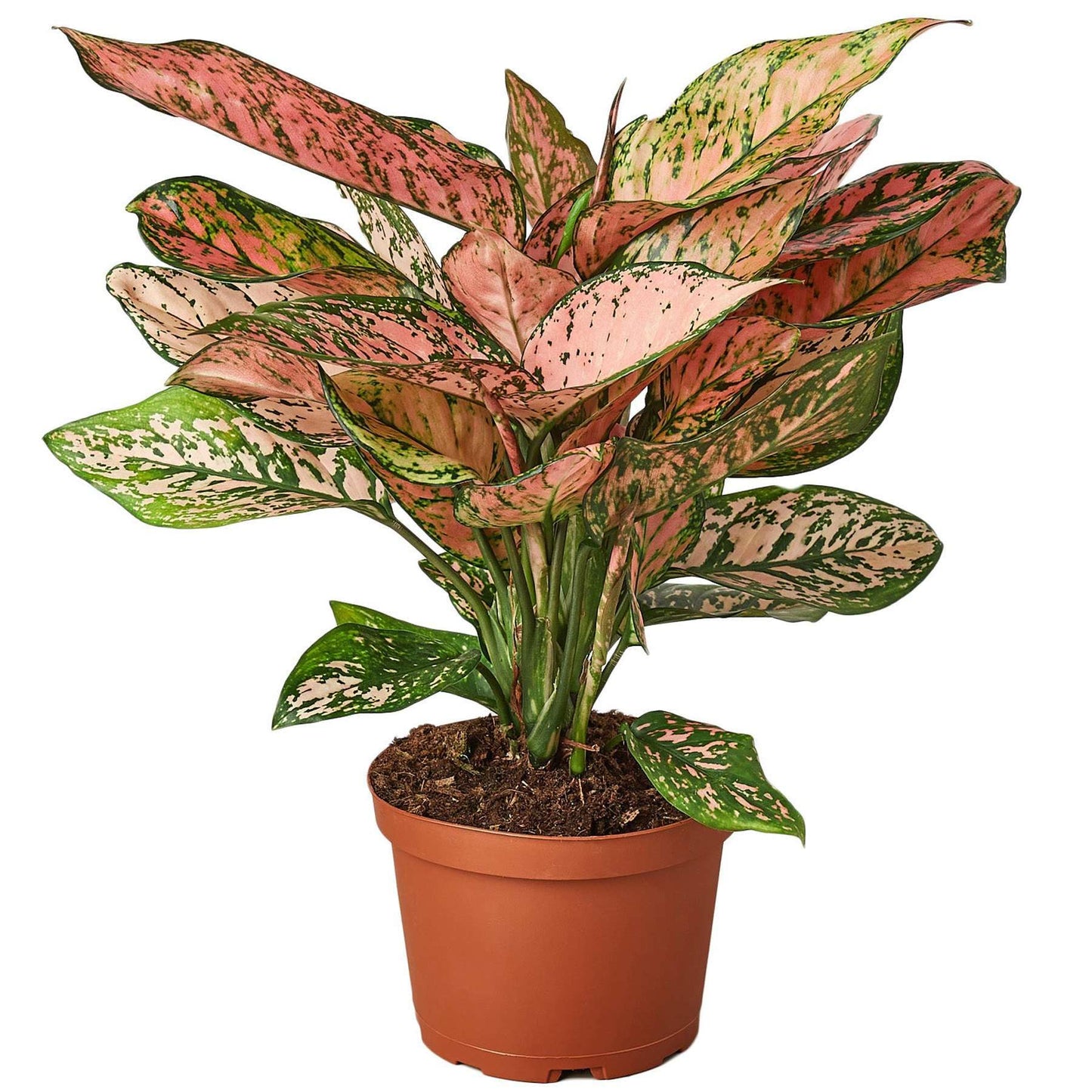 Chinese Evergreen Lady Valentine Live Plant for Indoor | Different Houseplants in 4'' & 6'' Pot | Real House Plant for Living Room, Office, Desk & Bathroom | Aglaonema