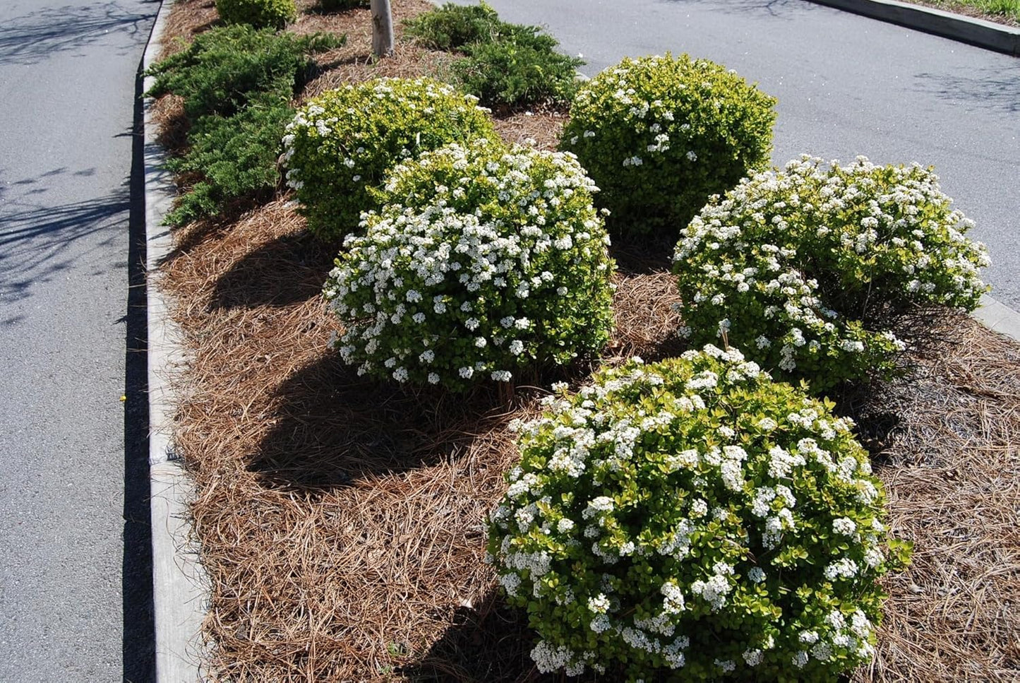 Viburnum Densa | 10 Live Quart Size Plants | Viburnum Obovatum 'Densa' | Compact Evergreen Shrub | Low-Maintenance Privacy Plants for Landscaping