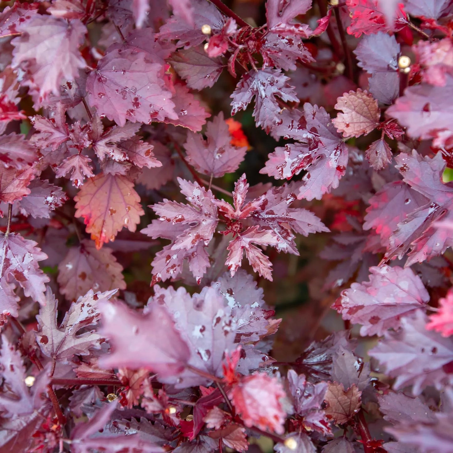 PLANT NOOK Cranberry Hibiscus (Hibiscus acetosella) Live Plant Starter | Deep Burgundy Red Foliage, Edible Tart Leaves | Container Friendly, Full Sun to Partial Shade | Pollinator Garden Plant