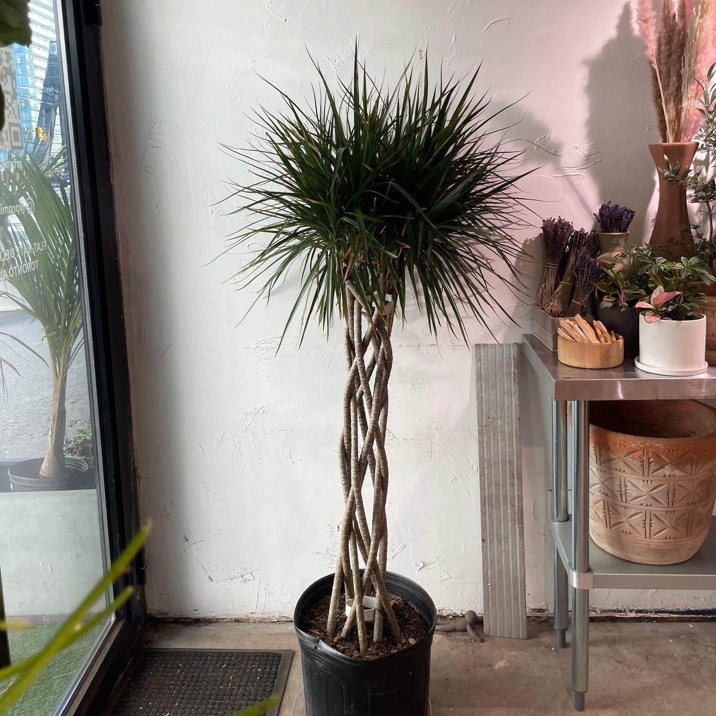 RedCrocus - RedCrocus Dragon Tree Dracaena marginata - Indoor & Outdoor Living Plant, Low Maintenance, Stylish Foliage, Pet Safety Warning 10" Pot