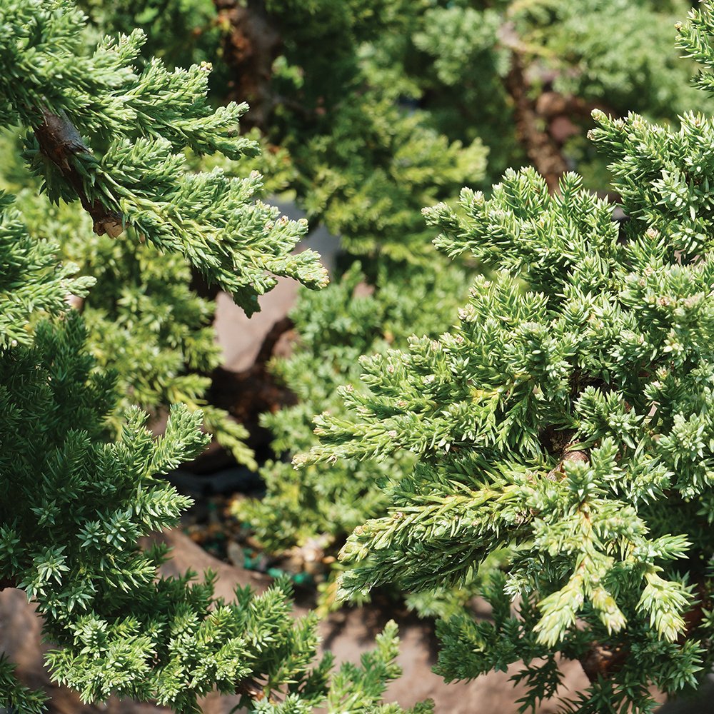 Brussel's Bonsai - Live Green Mound Juniper Bonsai Tree with Rock Pot and Bonsai Tray, Outdoor Bonsai Tree Live Plant, 5 Years Old, 6-10 Inches Tall, Easy Care Bonsai for Patio Garden (Medium)