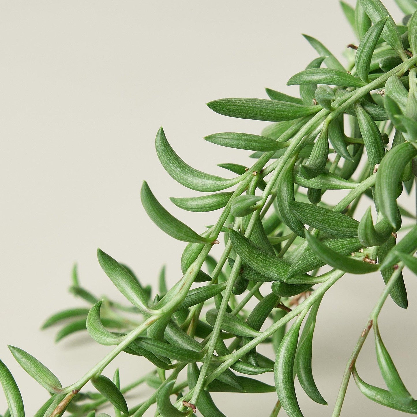 Succulent 'String of Bananas' | Live Plant for Indoor & Outdoor | for Living Room, Office, Bathroom | (4" Pot)