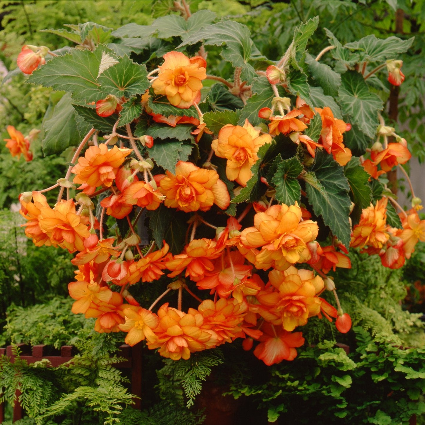 Easy to Grow Begonia 'Hanging Picotee Yellow Red Fiesta' Plant Bulbs (3 Pack) - Yellow & Orange-Red Begonia for Hanging Baskets Summer Shade Gardens