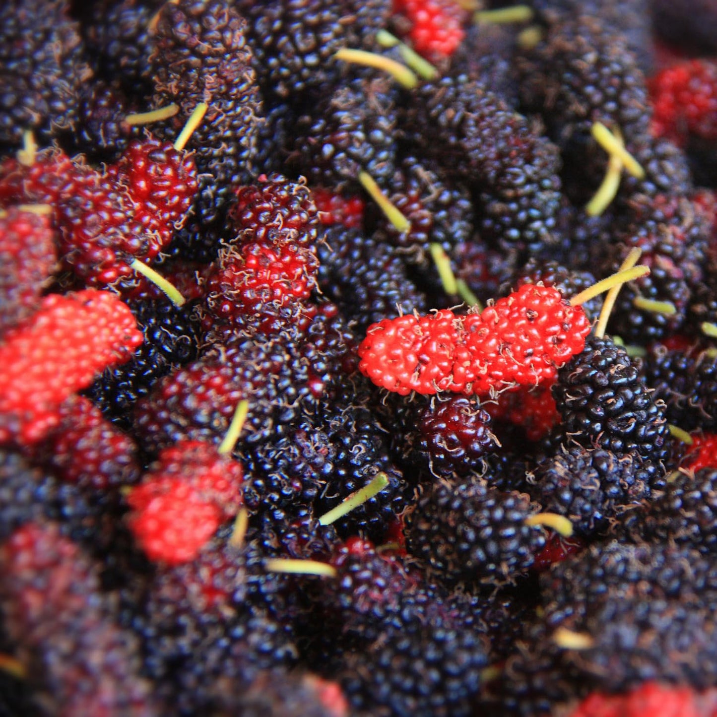 Dwarf Everbearing Mulberry Trees 6-8 Inches Tall Starter Plants - Edible Mulberries Fruit to Grow Outdoor - Sweet Mulberry Plants Live for Planting