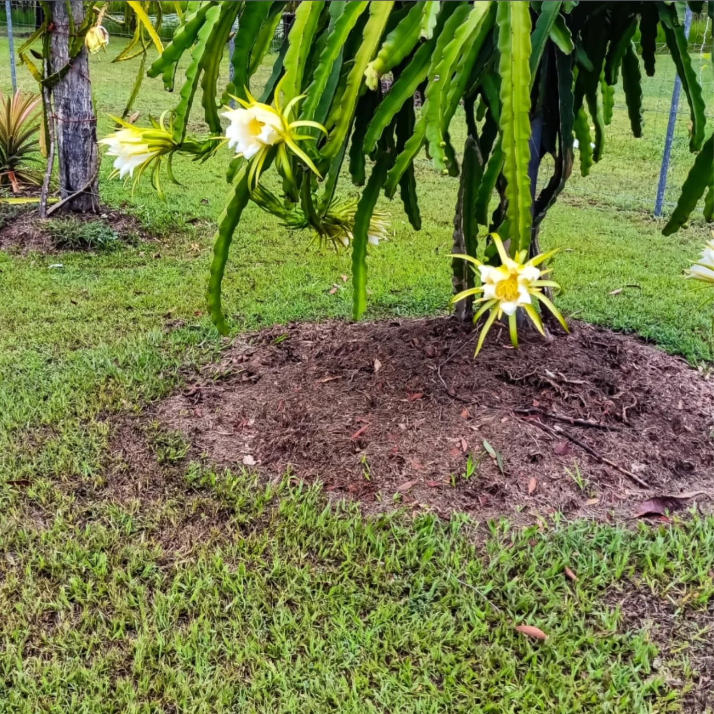 White Dragon Fruit Tree Live Plant, Dragon Fruit Live Plants in 4 Inc Pot, Tropical Fruit for Outdoor Planting