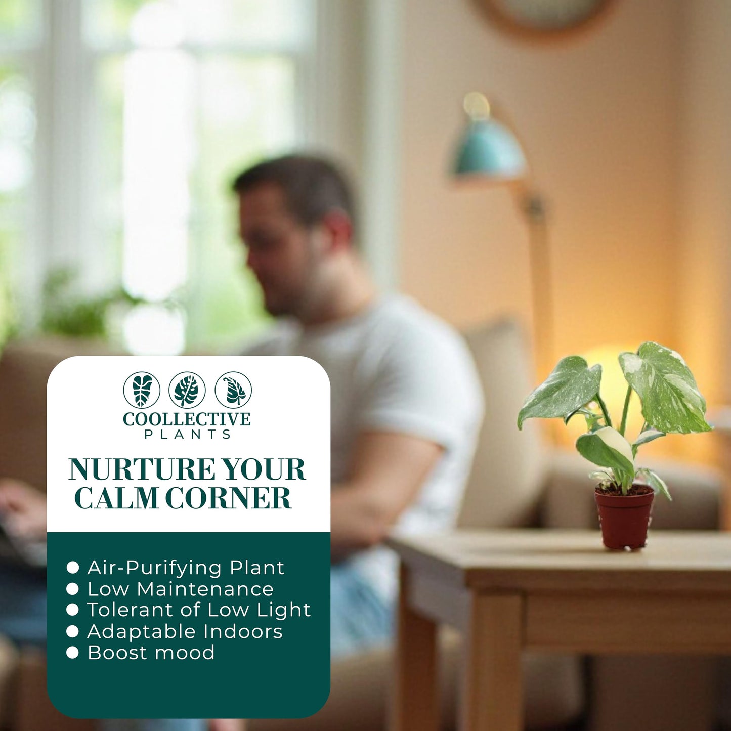CoollectivePlants Monstera Thai Constellation – Live Indoor Plant in 2″ Grower Pot, Variegated Monstera Houseplant, Easy Care Low Maintenance Tropical Plant for Home or Office