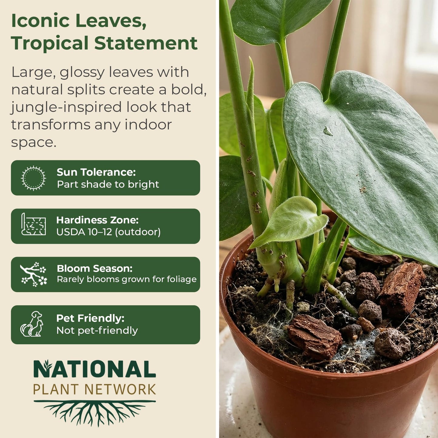 6 in. Swiss Cheese Plant Monstera Plant - Monstera Live Plant W/Large Glossy Split Leaves - Part Shade Monstera Houseplant for Office, Living Rooms, or Bedrooms & More (Includes Grower Pot)