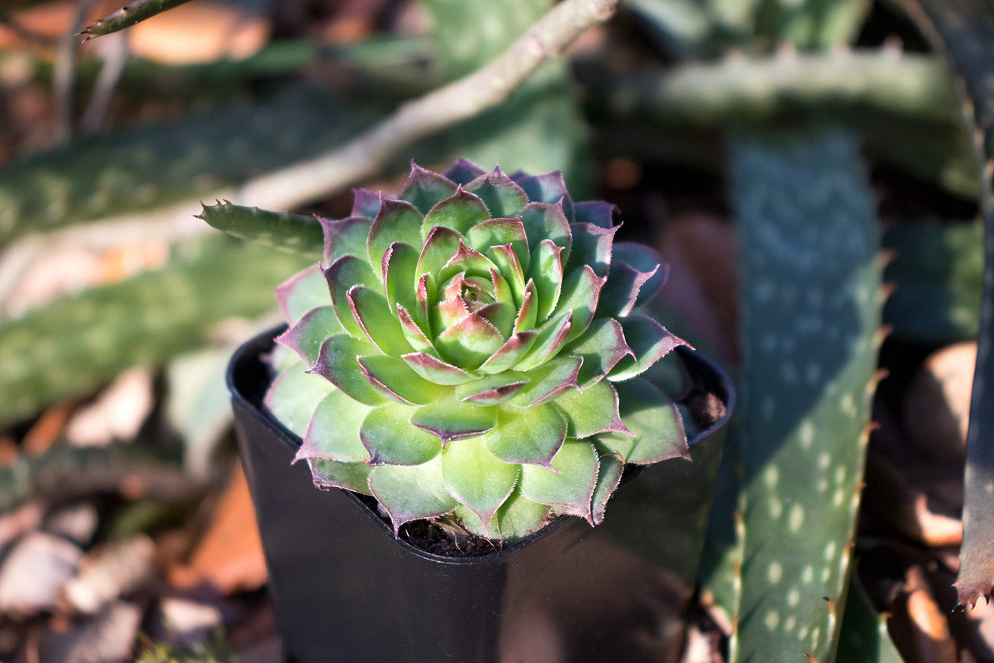 Succulent Plants | 5 Sempervivum Succulents | Rooted in Planter Pots with Soil | Real Live Indoor Plants | Gifts or Room Decor by Plants for Pets