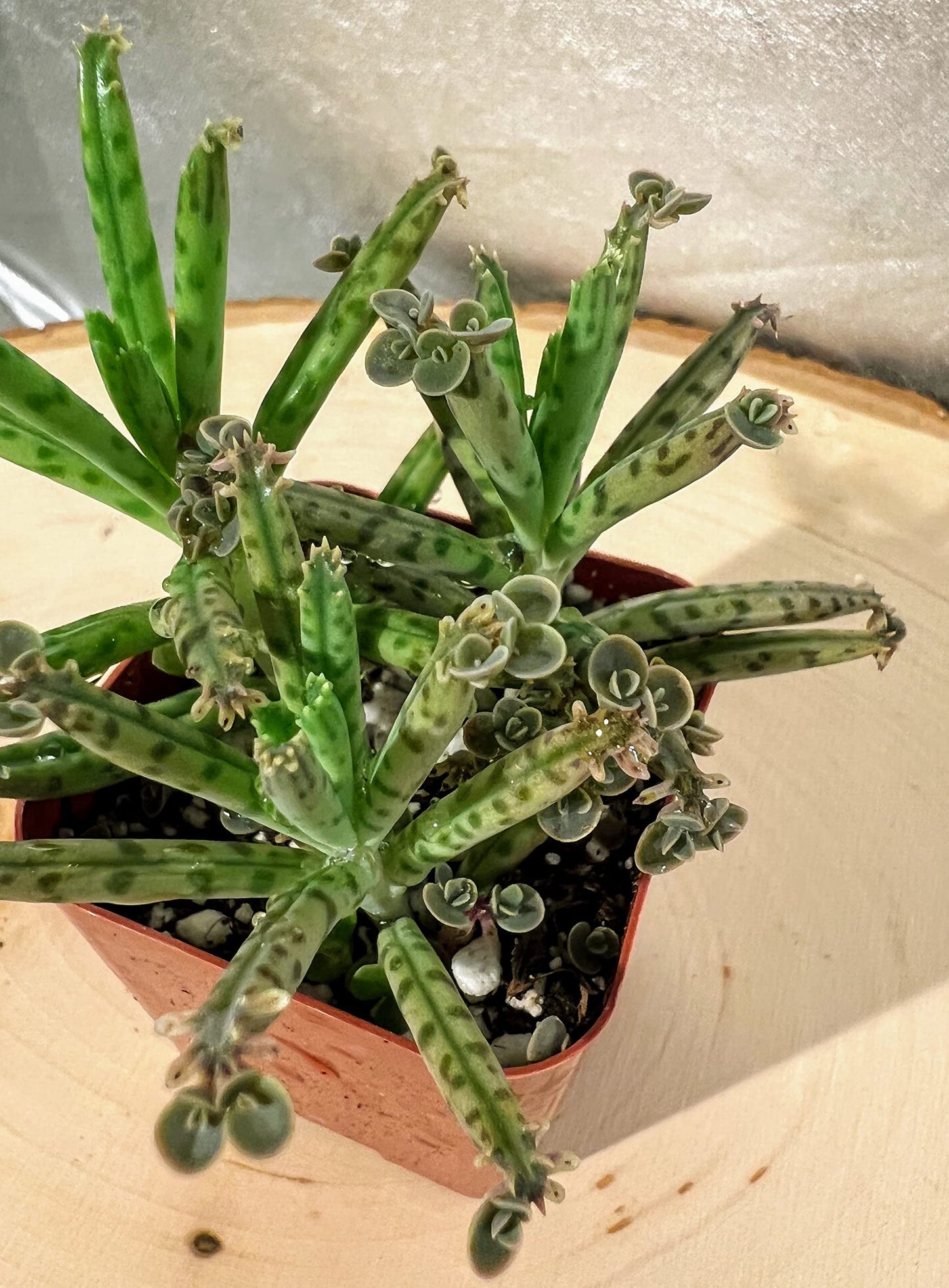 Live Mother of Millions Chandelier Kalanchoe Tubiflora Plant Well-Rooted in 2 inch Pot