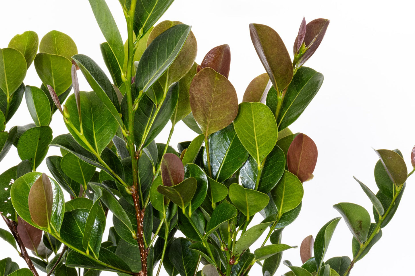 United Nursery Red Tip Cocoplum 18-24 inches Tall Live Outdoor Shrub 10 inch Pot Vibrant Red New Growth and Glossy Green Foliage Hardy Salt-Tolerant Tropical Hedge or Border Plant
