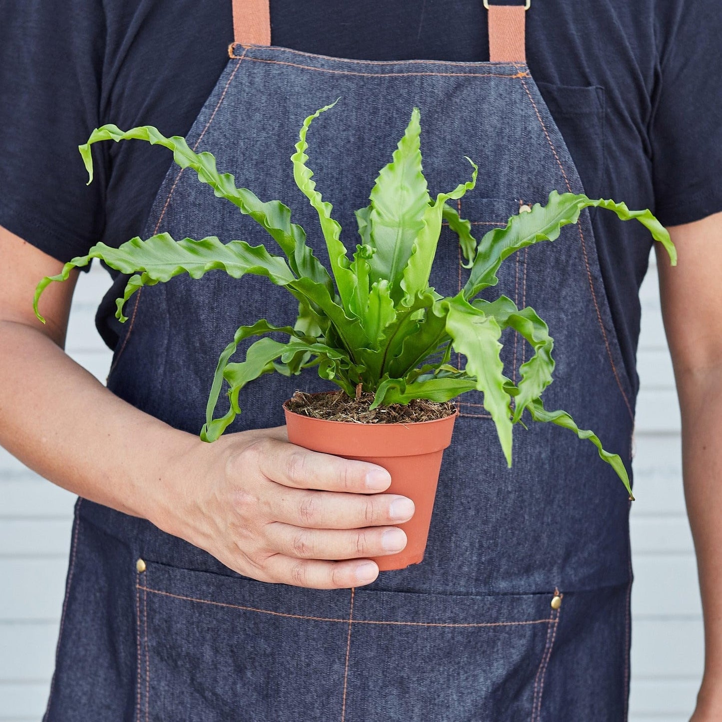 Bird’s Nest 'Victoria' Fern Size: | Live Plant for Indoor & Outdoor | for Living Room, Office, Bathroom | (4" Pot)
