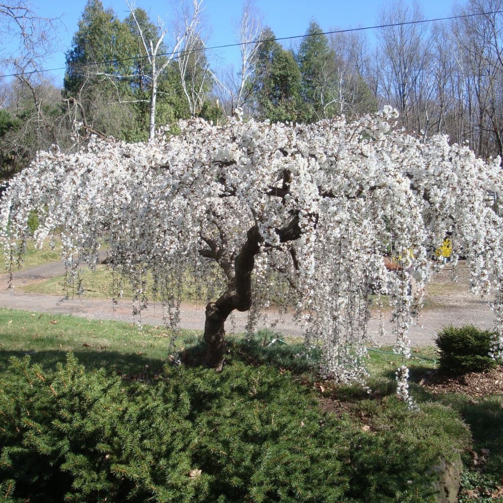 Live Weeping Cherry Blossom Tree Plant, 8 to 12 Inch Tall Live White Cherry Blossom Flowers Plant, Live Cherry Blossom Tree Plants, Cherry Flowers Tree Plant, Ready to Plant Outdoor Garden