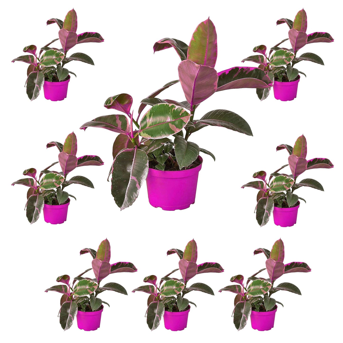 8 Pack Ficus Elastica 'Ruby Pink' in 6in Pot - Live Plants Tropical Houseplants | Variegated | USA Growers | The Snobby Leaf